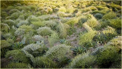 Zatrwian tatarski Goniolimon tataricum