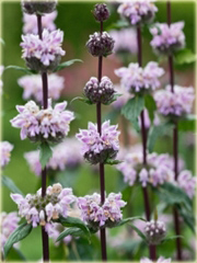 Żeleźniak bulwiasty Amazone Phlomis tuberosa