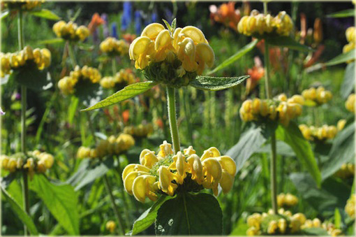 Żeleźniak żółty Phlomis russeliana