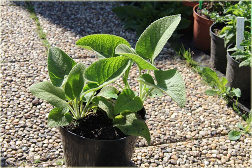 Żeleźniak żółty Phlomis russeliana