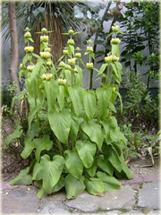 Żeleźniak żółty Phlomis russeliana