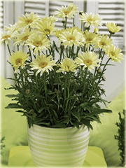 Złocień arktyczny cytrynowy, chryzantema arktyczna Arctanthemum arcticum