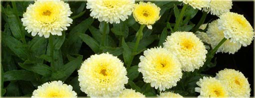 Złocień Luna Leucanthemum