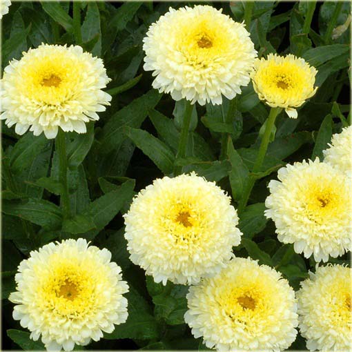 Złocień Luna Leucanthemum