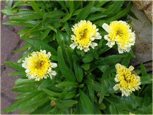 Złocień Luna Leucanthemum