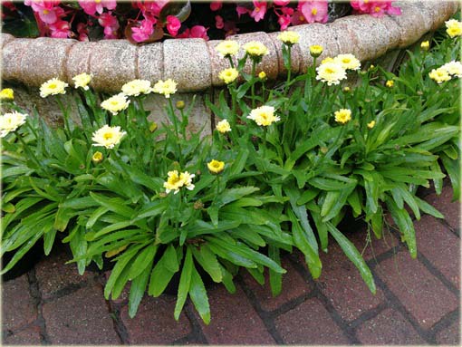 Złocień Luna Leucanthemum