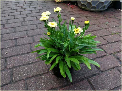 Złocień Luna Leucanthemum