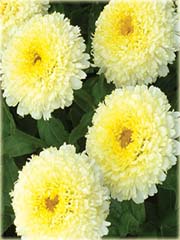 Złocień Luna Leucanthemum