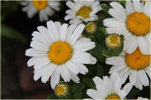 Złocień wielki Snow Lady Chrysanthemum maximum Snow lady