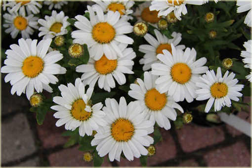 Złocień wielki Snow Lady Chrysanthemum maximum Snow lady