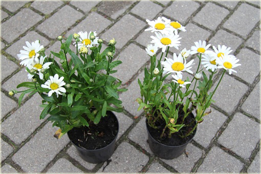 Złocień wielki Snow Lady Chrysanthemum maximum Snow lady