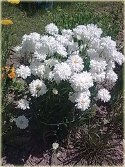 Złocień właściwy Crazy Daisy Chrysanthemum maximum