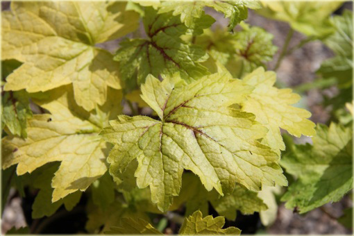 Żuraweczka Alabama Sunrise Heucherella