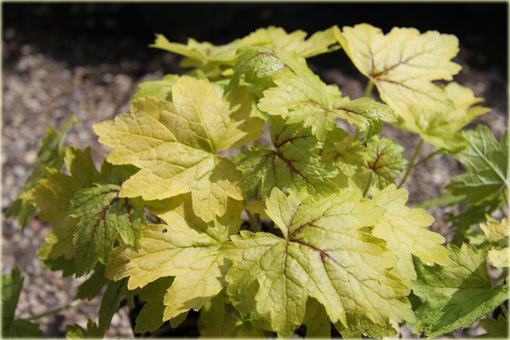 Żuraweczka Alabama Sunrise Heucherella