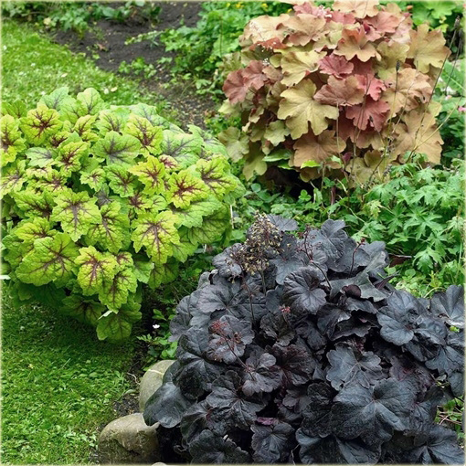 Żuraweczka Alabama Sunrise Heucherella