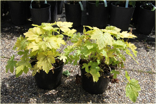 Żuraweczka Alabama Sunrise Heucherella