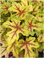 Żuraweczka Alabama Sunrise Heucherella