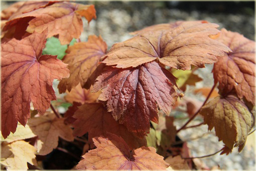 Żuraweczka Sweet Tea Heucherella