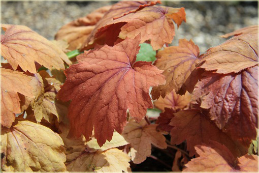 Żuraweczka Sweet Tea Heucherella