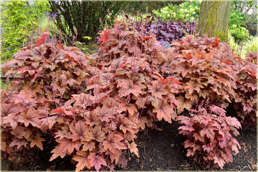 Żuraweczka Sweet Tea Heucherella