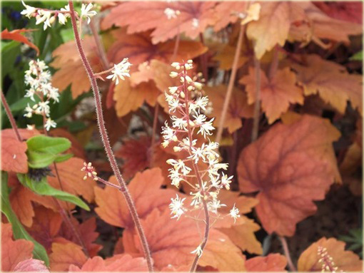 Żuraweczka Sweet Tea Heucherella