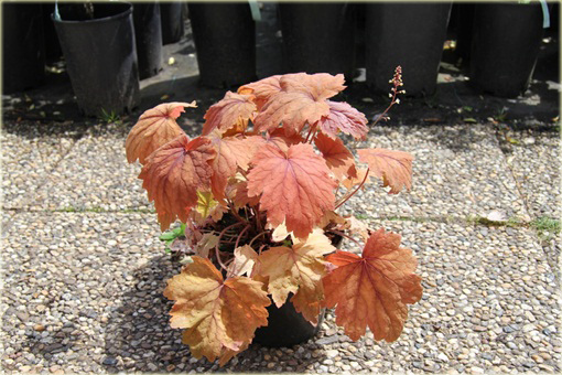 Żuraweczka Sweet Tea Heucherella