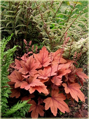 Żuraweczka Sweet Tea Heucherella