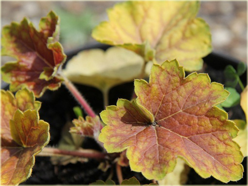 Żurawka Delta Dawn Heuchera