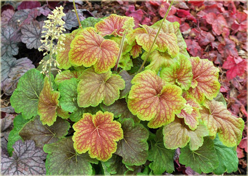 Żurawka Delta Dawn Heuchera