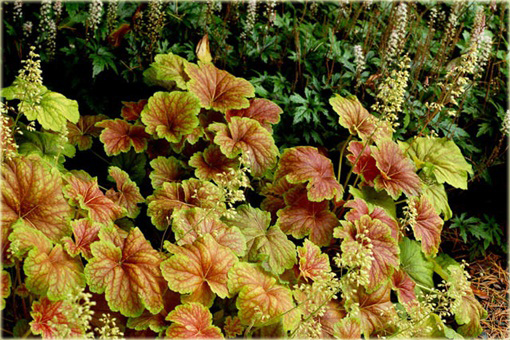 Żurawka Delta Dawn Heuchera