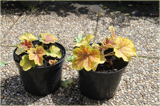 Żurawka Delta Dawn Heuchera