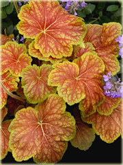 Żurawka Delta Dawn Heuchera