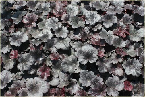 Żurawka Gotham Heuchera