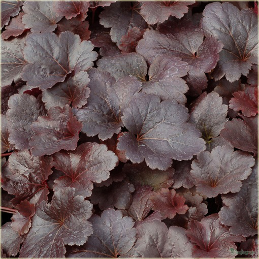 Żurawka Gotham Heuchera