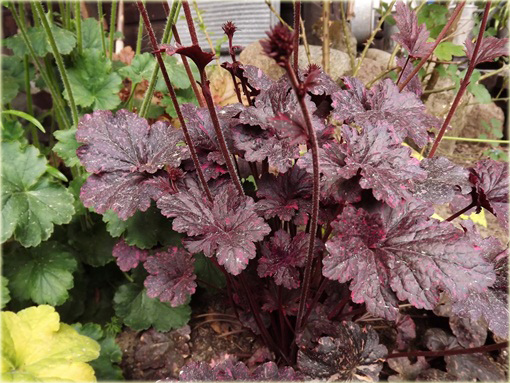 Żurawka Gotham Heuchera