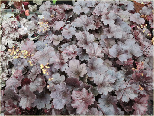 Żurawka Gotham Heuchera