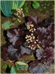 Żurawka Gotham Heuchera