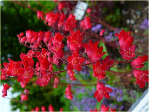 Żurawka krwista Heuchera sanguinema