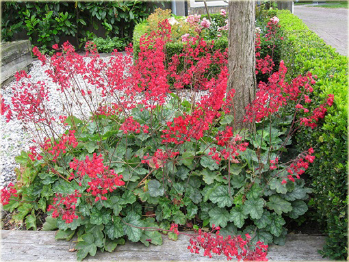 Żurawka krwista Heuchera sanguinema