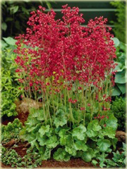 Żurawka krwista Heuchera sanguinema