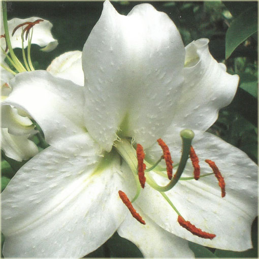 Lilia drzewiasta Pretty Woman biała, Lilium Tree lily