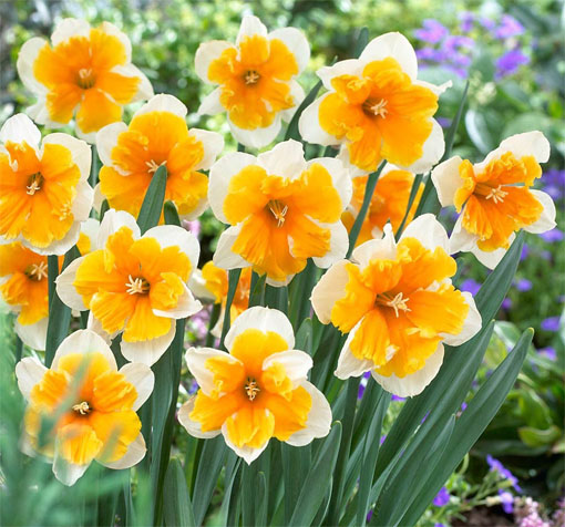 Narcyz podzielnokoronkowy Orangery Narcissus