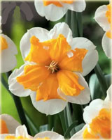 Narcyz podzielnokoronkowy Orangery Narcissus