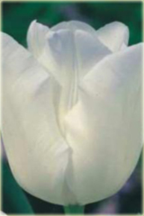 Tulipan George W. Bush biały Tulipa Triumph