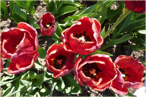 Tulipan Mikołaj Kopernik czerwony Tulipa Triumph