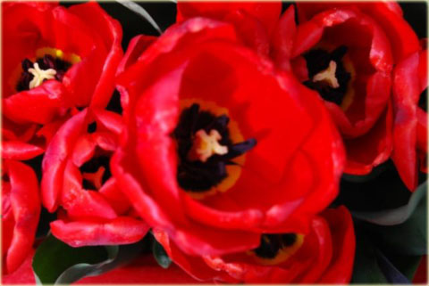 Tulipan Mikołaj Kopernik czerwony Tulipa Triumph