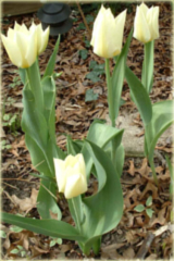 Tulipan Purissima żółto biały Tulipa Fosteriana