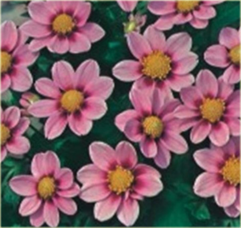 Dalia karłowa Top Mix Pink Dahlia variabilis liliput