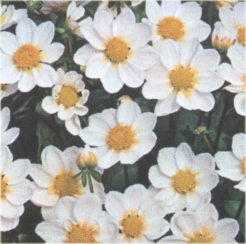 Dalia karłowa Top Mix White Dahlia variabilis liliput