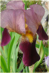 Irys bródkowy Ambassadeur Iris barbata